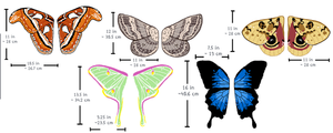 Additional Moth Wings