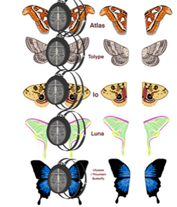 Additional Moth Wings